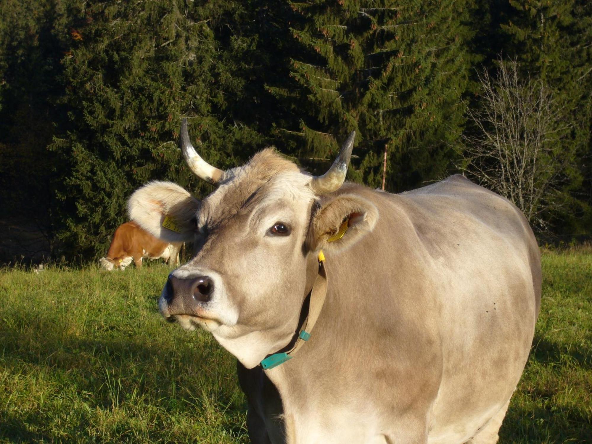 Hoehengasthaus Kolmenhof An Der Donauquelle フルトヴァンゲン エクステリア 写真